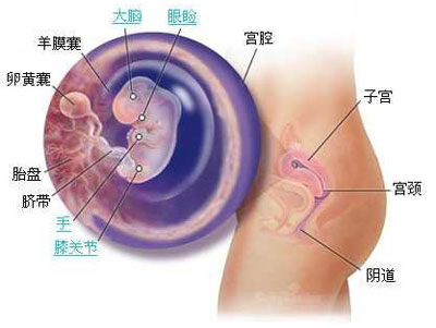 怀孕3个月子宫有多大,怀孕三个月子宫大小解析